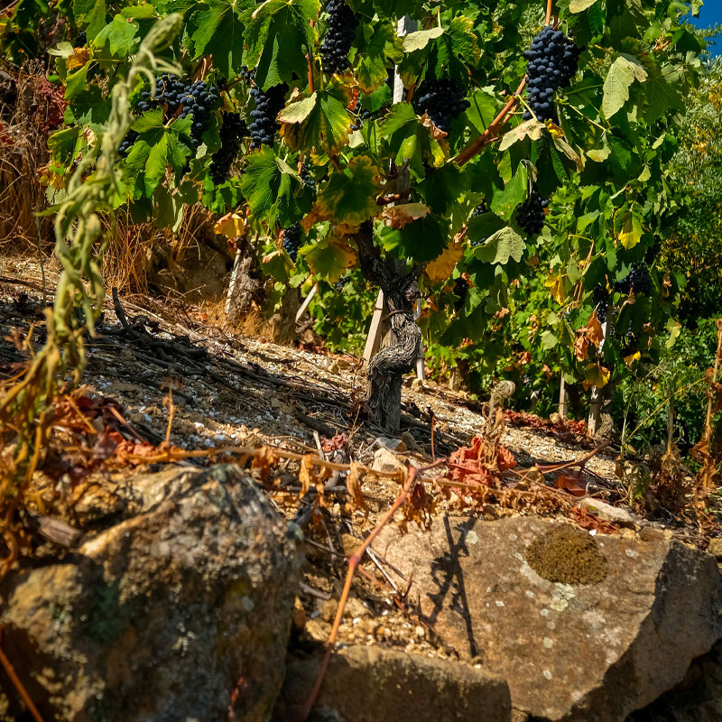 Domaine-Martin-Clerc-vignoble-selection de vin