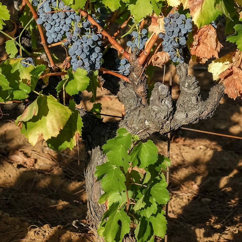 Vigne avec raisin domaine de la petite verdière