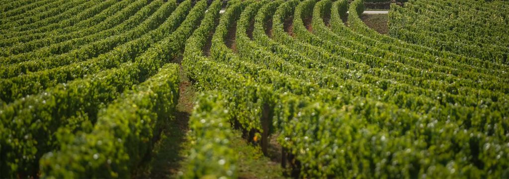 Les Jules Notre Histoire Comment Est Faite La S Lection De Vin