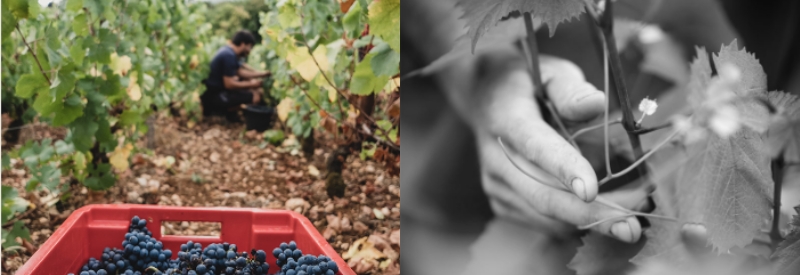 Cueillette du raisin dans les vignes tarifs caviste 2023