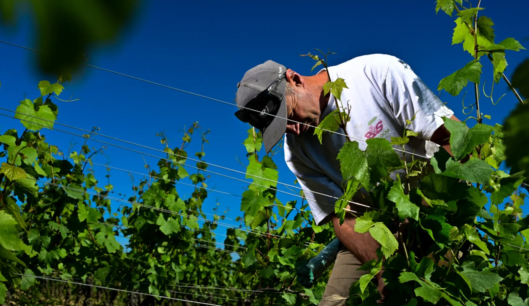 Domaine martin Clerc