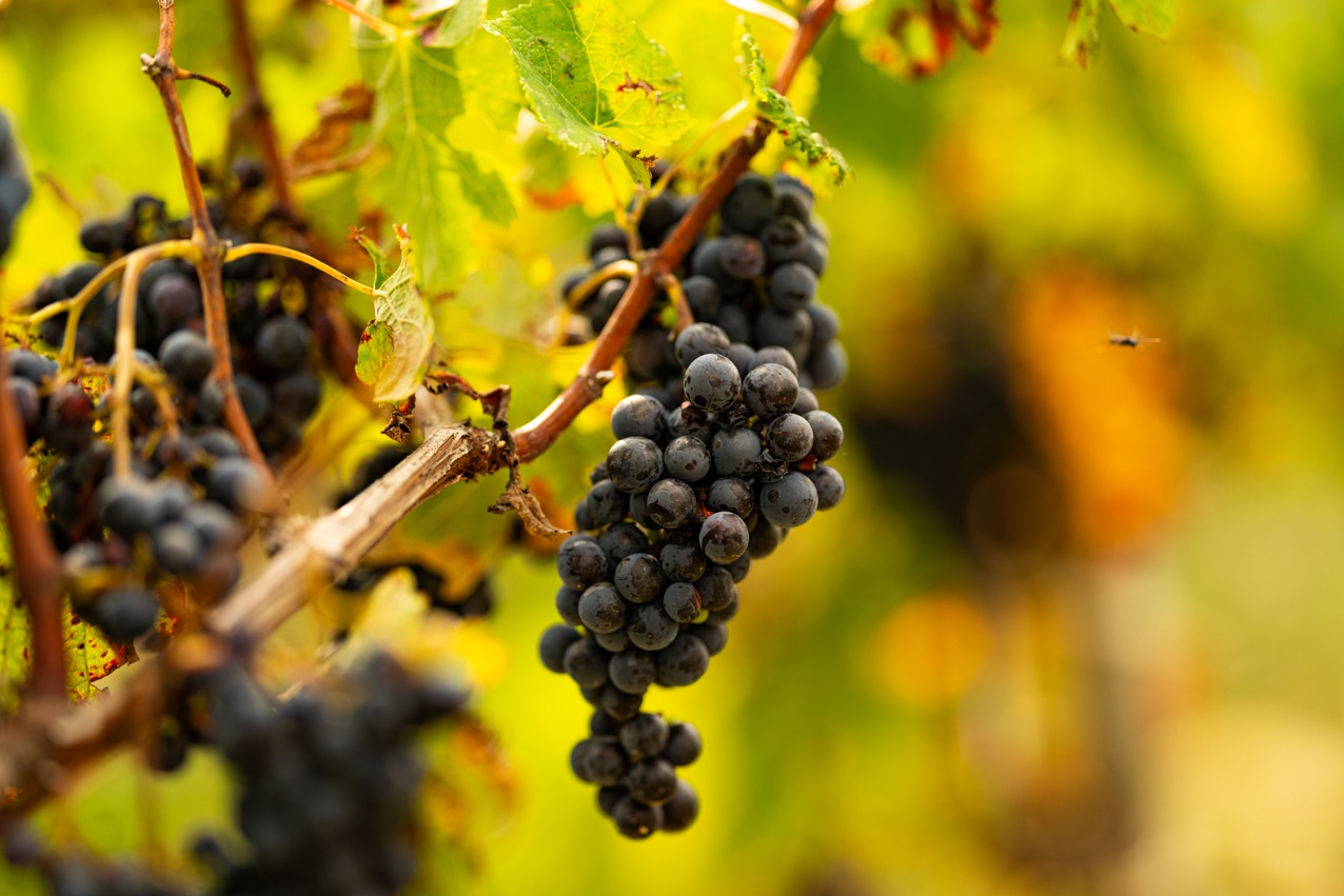 domaine-goudard-et-filles